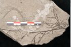 Foto (Detailansicht) von Plantae indet.  (NHMW-GEO-2024-0188-11554)